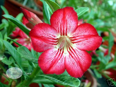 Ørkenrose - Adenium 'Star in Style'