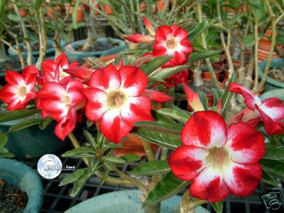 Ørkenrose - Adenium 'Star of Tomorrow'