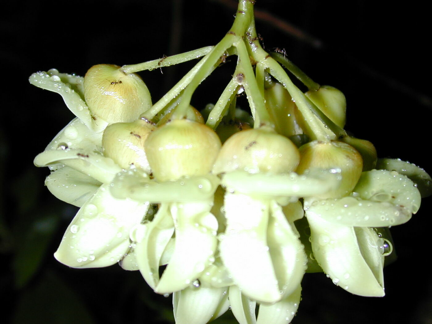 Fløjlsbønne - Mucuna gigantea