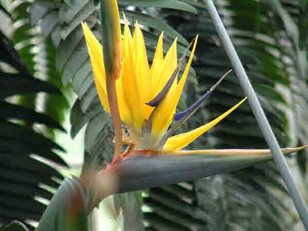 Strelitzia Mandela's Gold