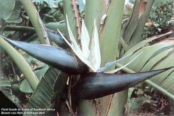Strelitzia Nicolai - Great White bird of paradise