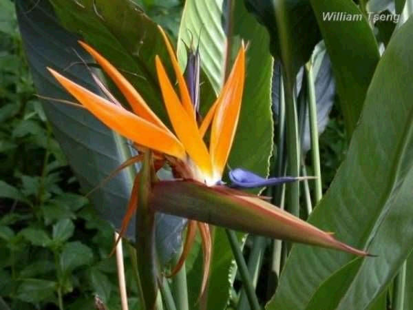 Strelitzia Regina - Bird of paradise