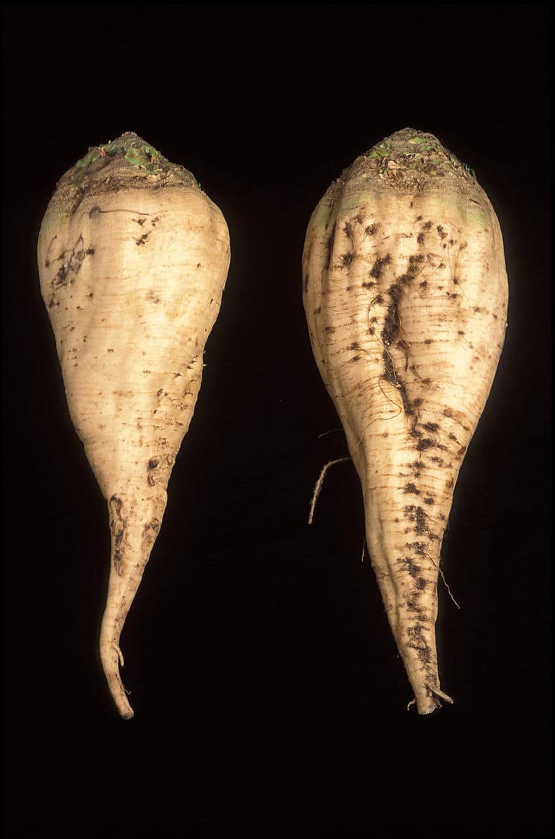 Sukkerroe - Beta vulgaris saccharifera