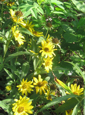 Staude Solsikke - Helianthus maximiliani