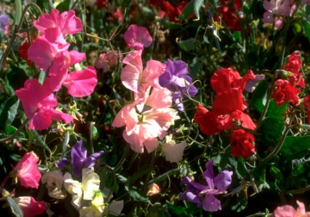Ærteblomst - Bijou Mix - Lathyrus Odorata