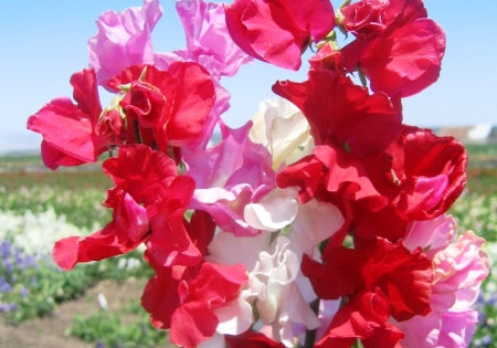 Ærteblomst - Little Sweetheart - Lathyrus Odorata