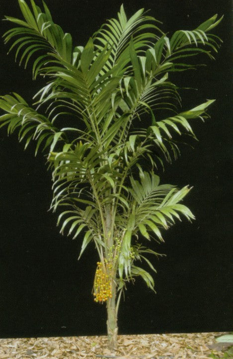 Bola Palme - Synechanthus warscewiczianus