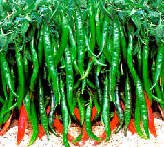 Szechuan Girl - Chilli *** F1/HYBRID ***