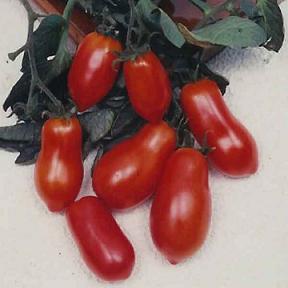 Martino's Roma - Tomat