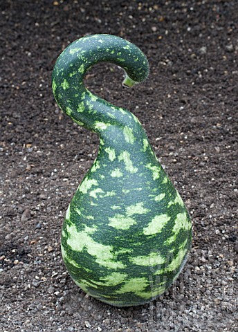 Kalabas - Speckled Swan / Cobra