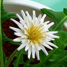 Hvid mælkebøtte - Taraxacum albidum