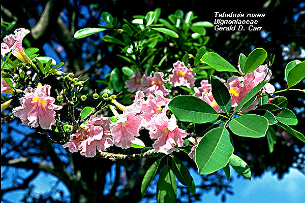 Pink Trumpet Tree - Tabebuia Rosea