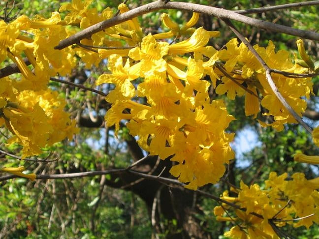 Trompetranke / Golden Trumpet Tree - Tabebuia Chrysantha