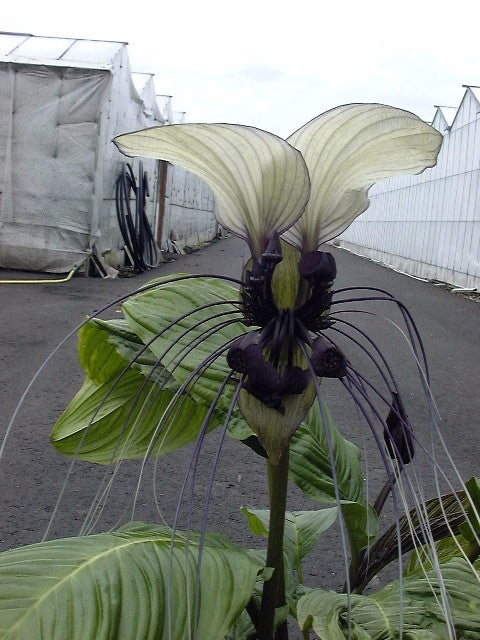 Flagermuselilje Hvid  - Tacca Nevia White