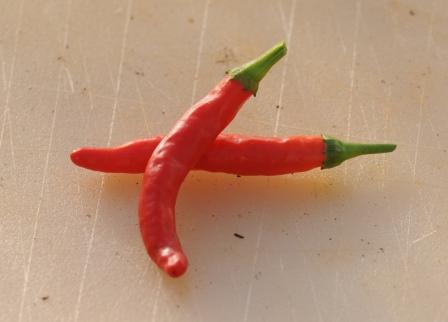 Takanotsume - C. annuum