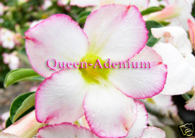 Ørkenrose - Adenium 'Take a Nap'