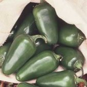 Tam Jalapeno - C. annuum