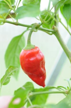 Tasmanian Red Habanero - C. chinense