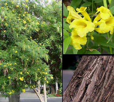 Flowering Sardinillo - Tecoma Stans