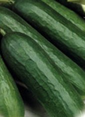 Tendergreen - Kernefattig Agurk