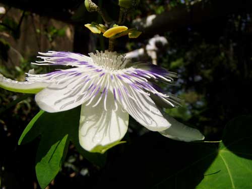 Passiflora tenuifolia