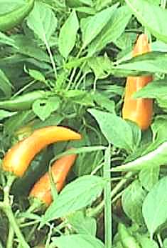 Tequila Sunrise - C. annuum - Sød peber