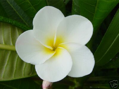 Plumeria - Thai White