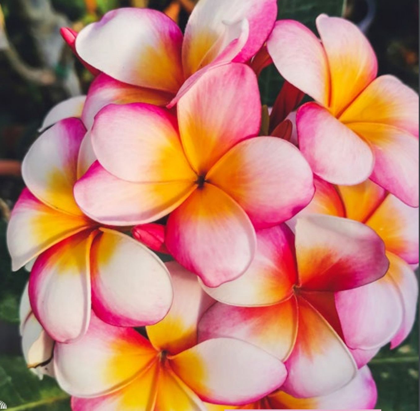 Plumeria - Thumbalina - PLANTE!