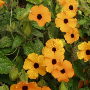 Susan med det sorte øje KLATRENDE - Thunbergia alata