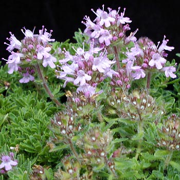 Smalbladet Timian - Thymus serpyllum