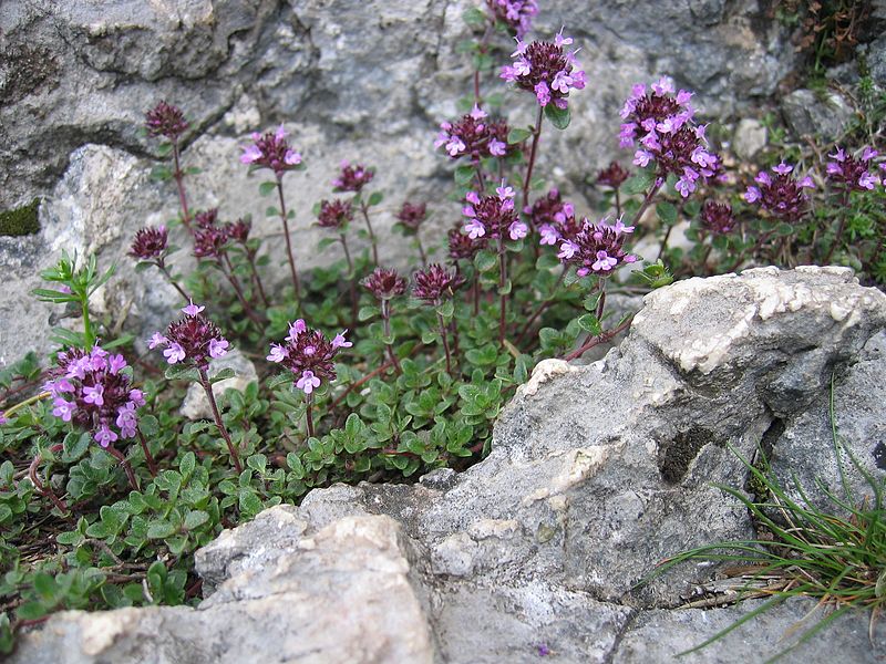 Krybende Timian - Thymus praecox