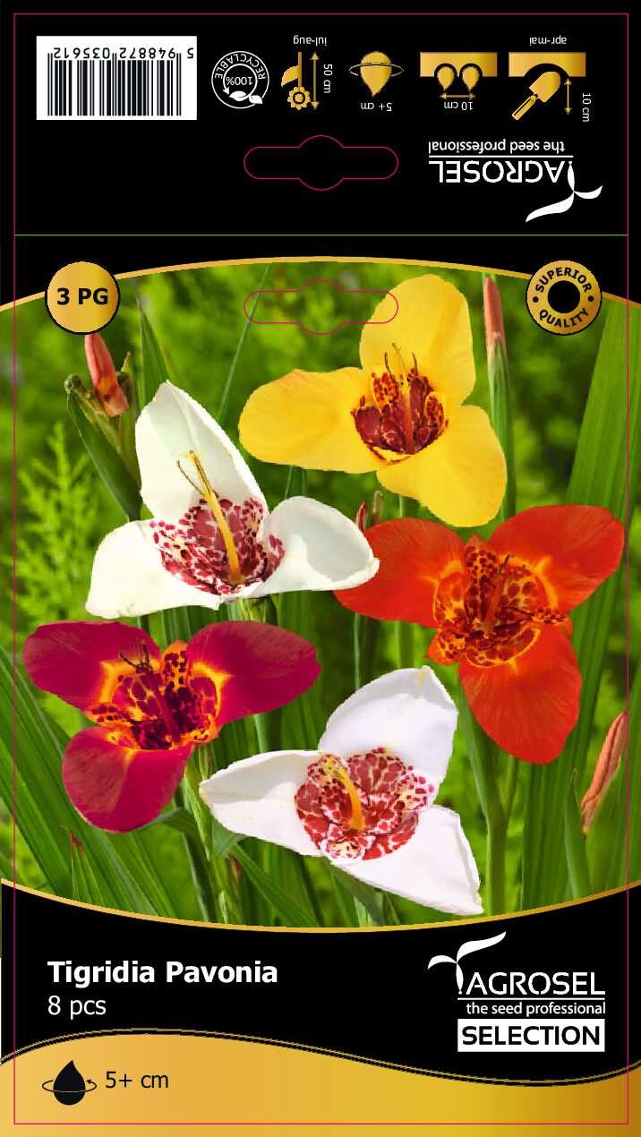 Tigerblomst - Tigridia pavonia - Knolde
