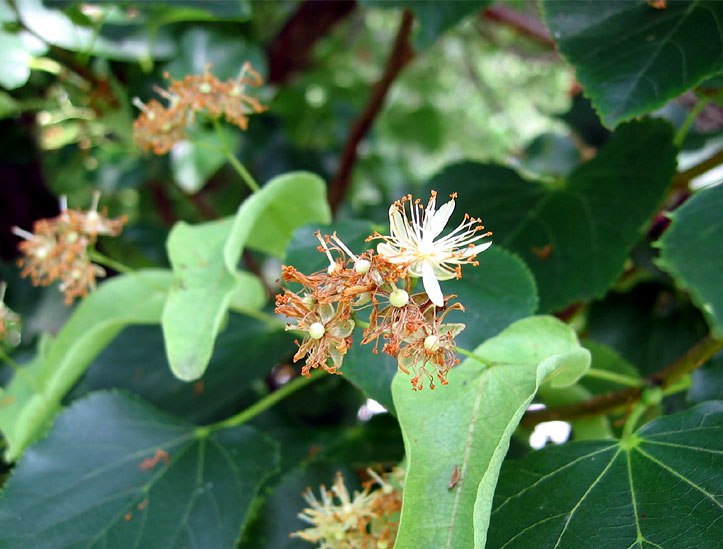 Småbladet Lind - Tilia cordata – Bjarne's frø og planter
