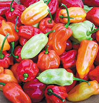 Tobago Seasoning - C. chinense