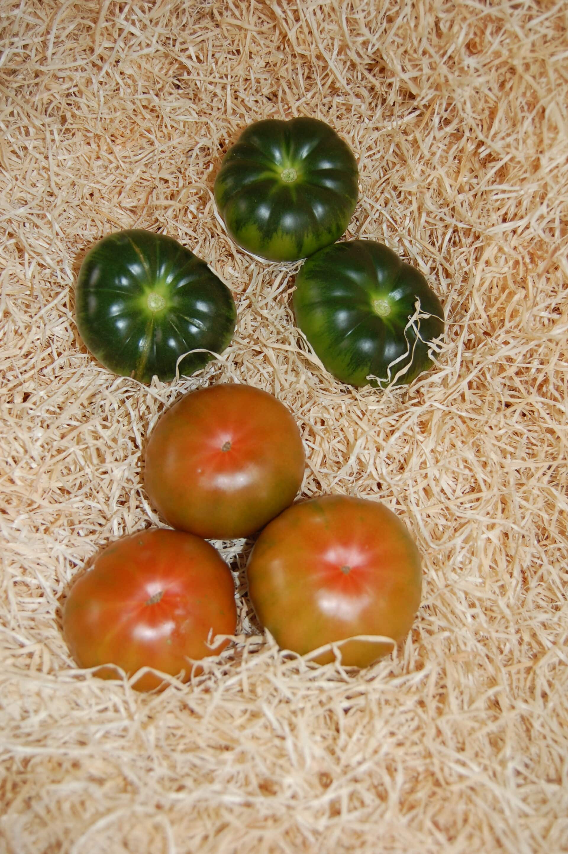Tomat, Bøf - RAF – Bjarne's frø og planter