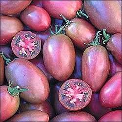 Purple Russian - Tomat