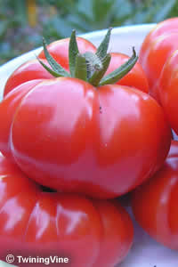 Costoluto Fiorentino