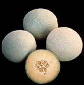 Topmark - Cantaloupe melon