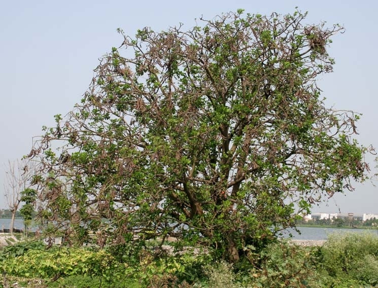Coral Tree - Erythrina Indica