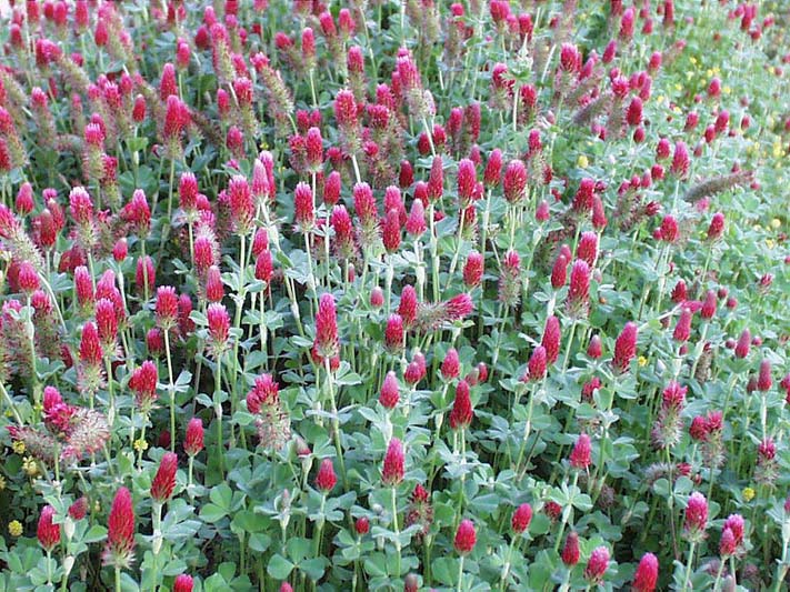 Blodkløver - Trifolium incarnatum