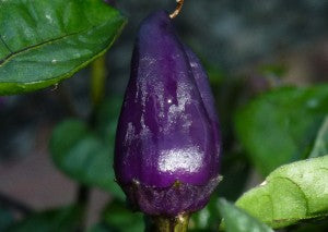 Trinidad Purple Coffee - C. annuum