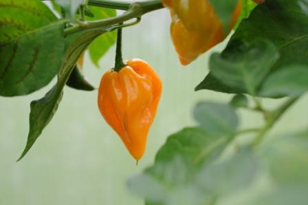 Trinidad Scorpion Gul – C. chinense
