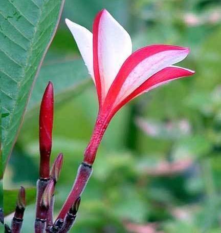 Plumeria -  Trumpet JL