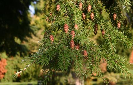 Vestamerikansk Hemlock - Tsuga heterophylla