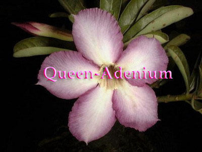 Ørkenrose - Adenium 'Tuan Thong'