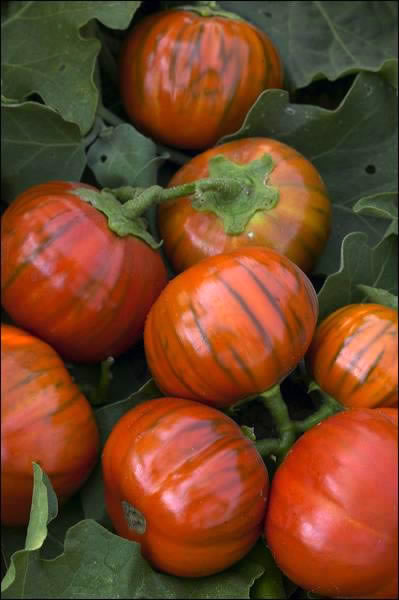 Tyrkisk Orange aubergine *sjælden*