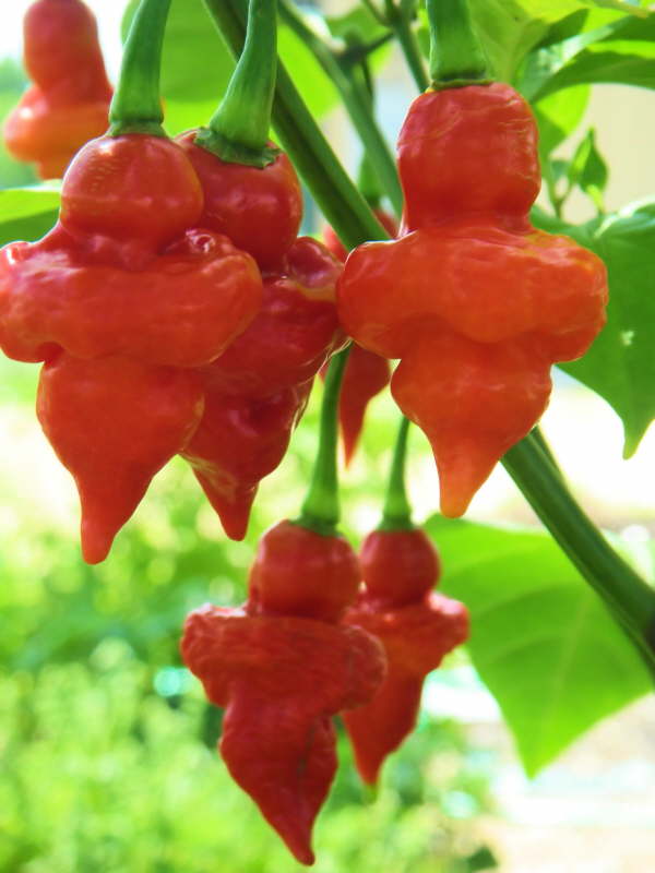 Turks Cap - C. chinense