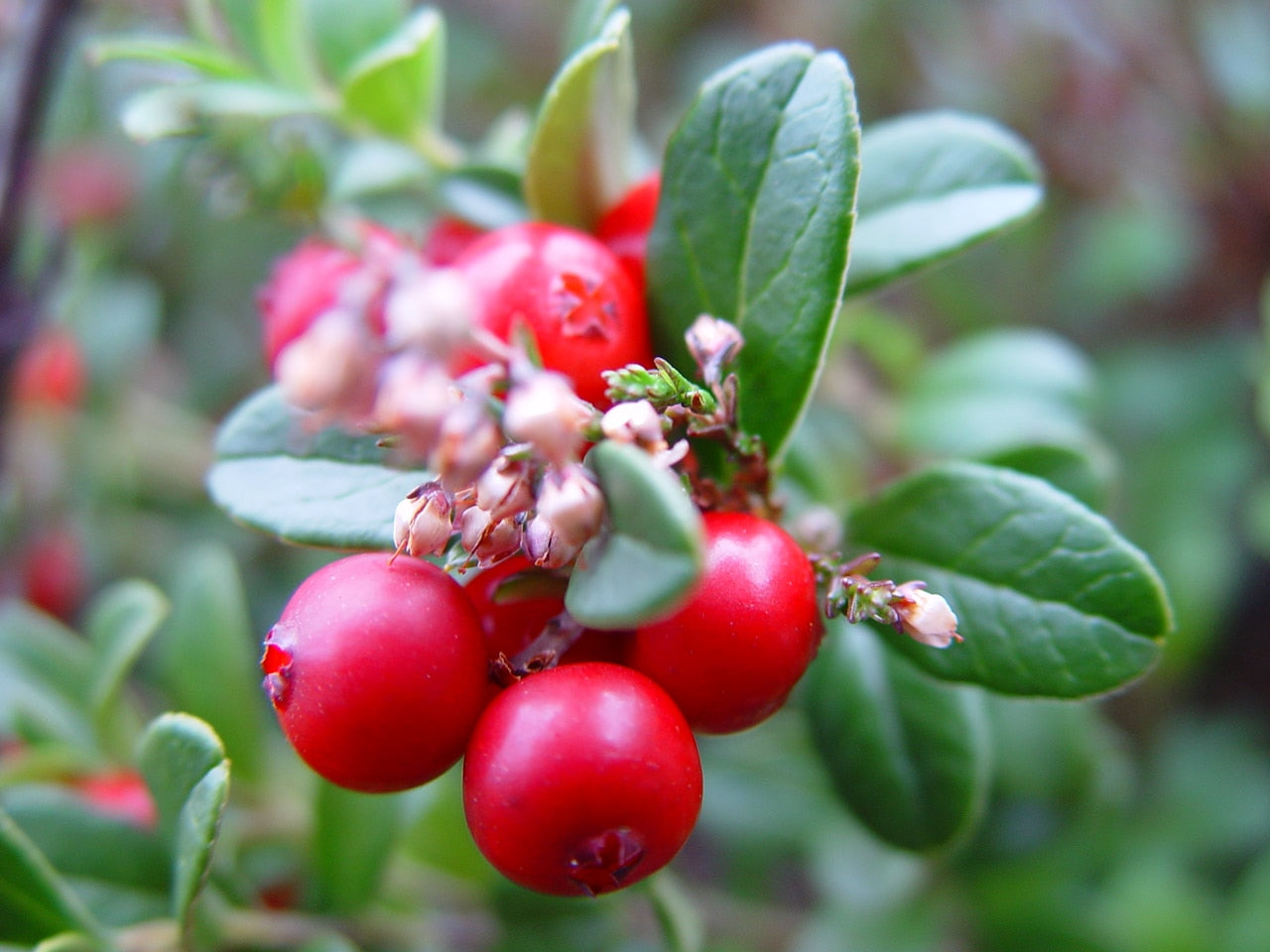 Tyttebær - Vaccinium vitis idaea