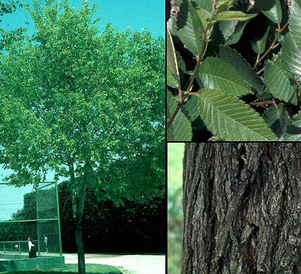 Sibirisk Elm - Ulmus pumila
