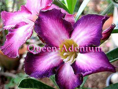 Ørkenrose - Adenium 'Ultra Violet'
